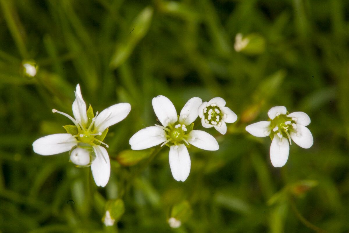 Minuartia austriaca flower