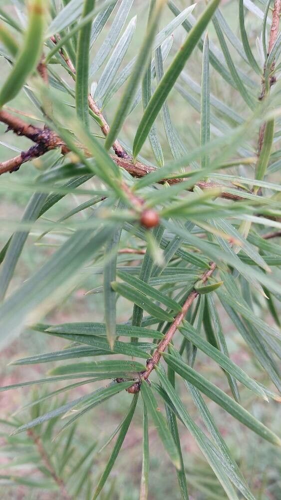Keteleeria fortunei — related species from the same genus