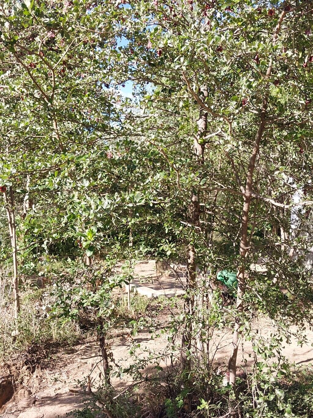 Terminalia boivinii habit