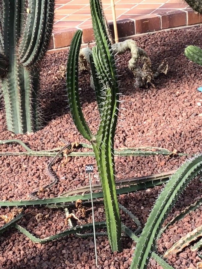 Polaskia chende — related species from the same genus