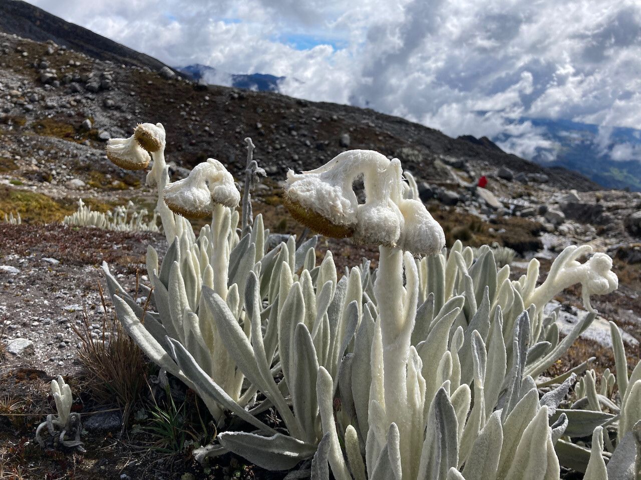 Senecio cocuyanus flower