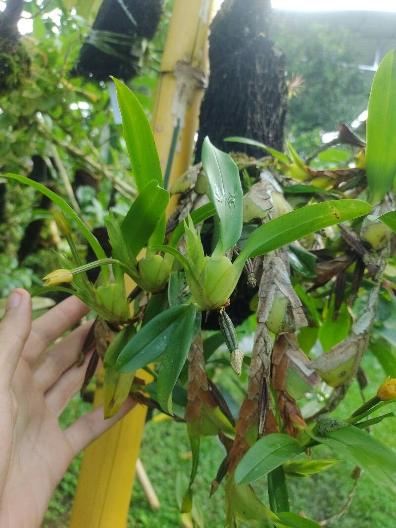 Maxillaria diuturna — houseplant care guide