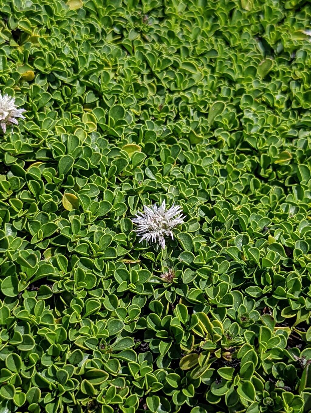 Globularia stygia — houseplant care guide