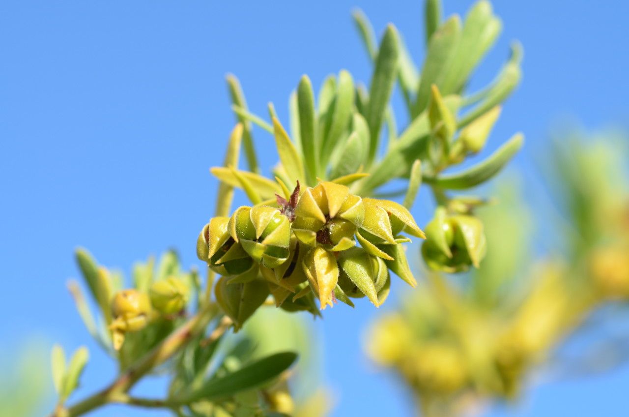 Suriana maritima fruit