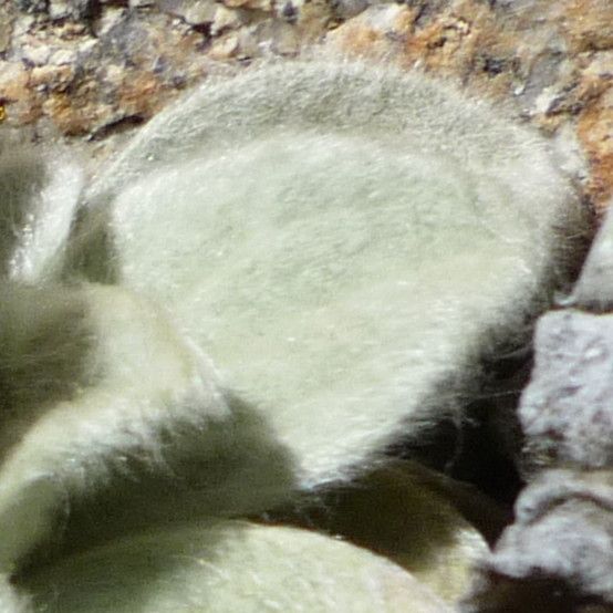 Chersodoma antennaria — search result for 'Antennaria'