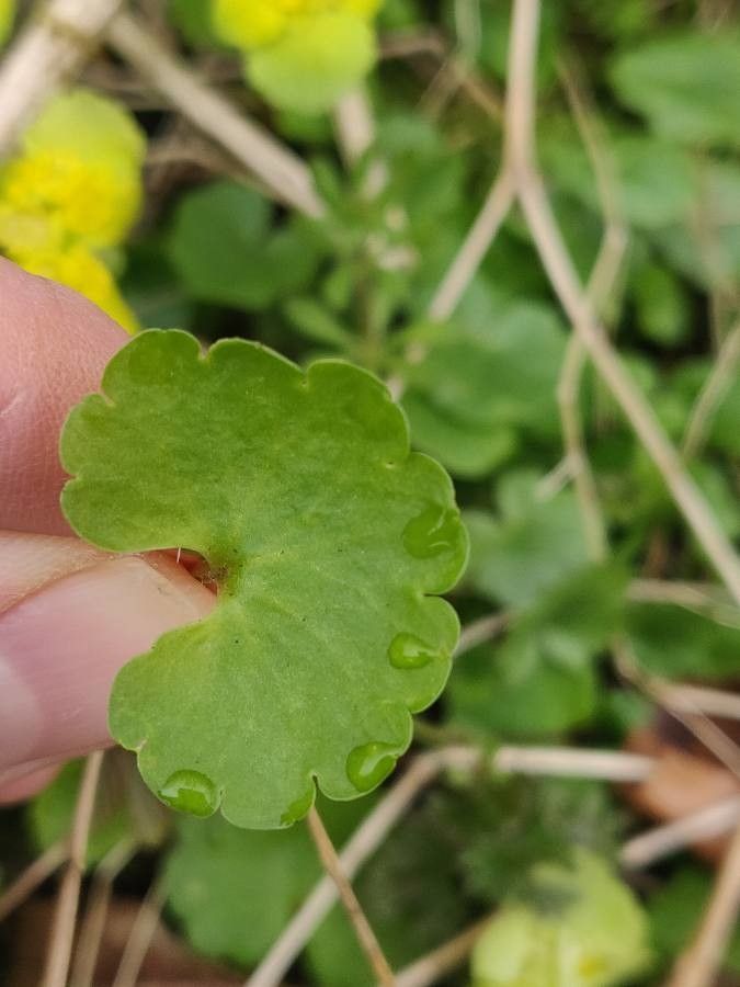 Chrysosplenium alternifolium leaf