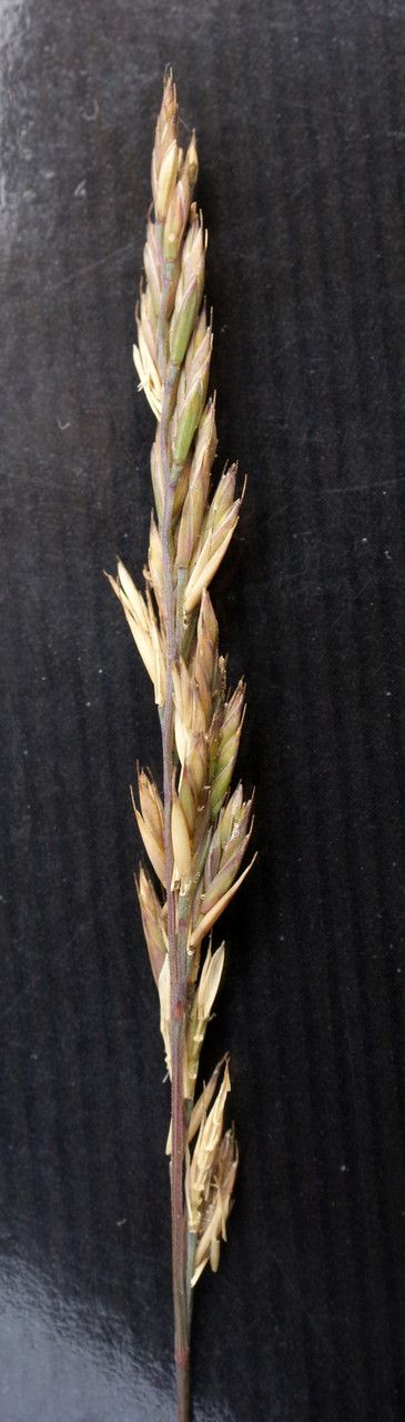 Festuca armoricana flower