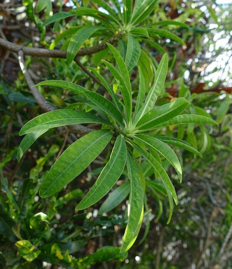 Euphorbia aprica — houseplant care guide