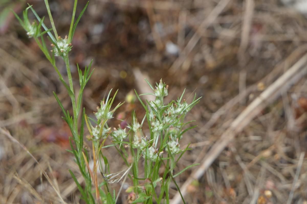 Ornithogalum broteroi habit
