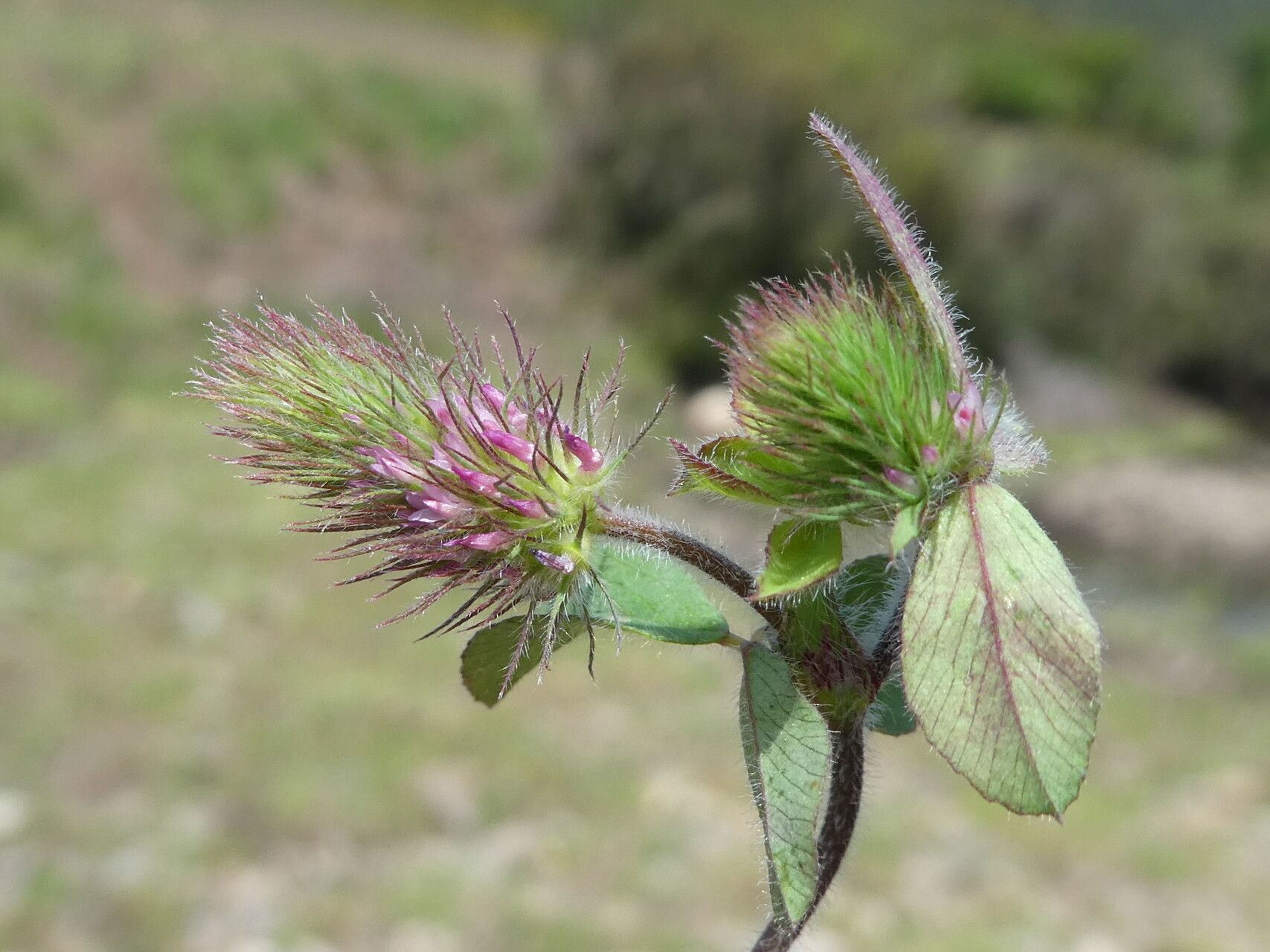 Trifolium ligusticum flower