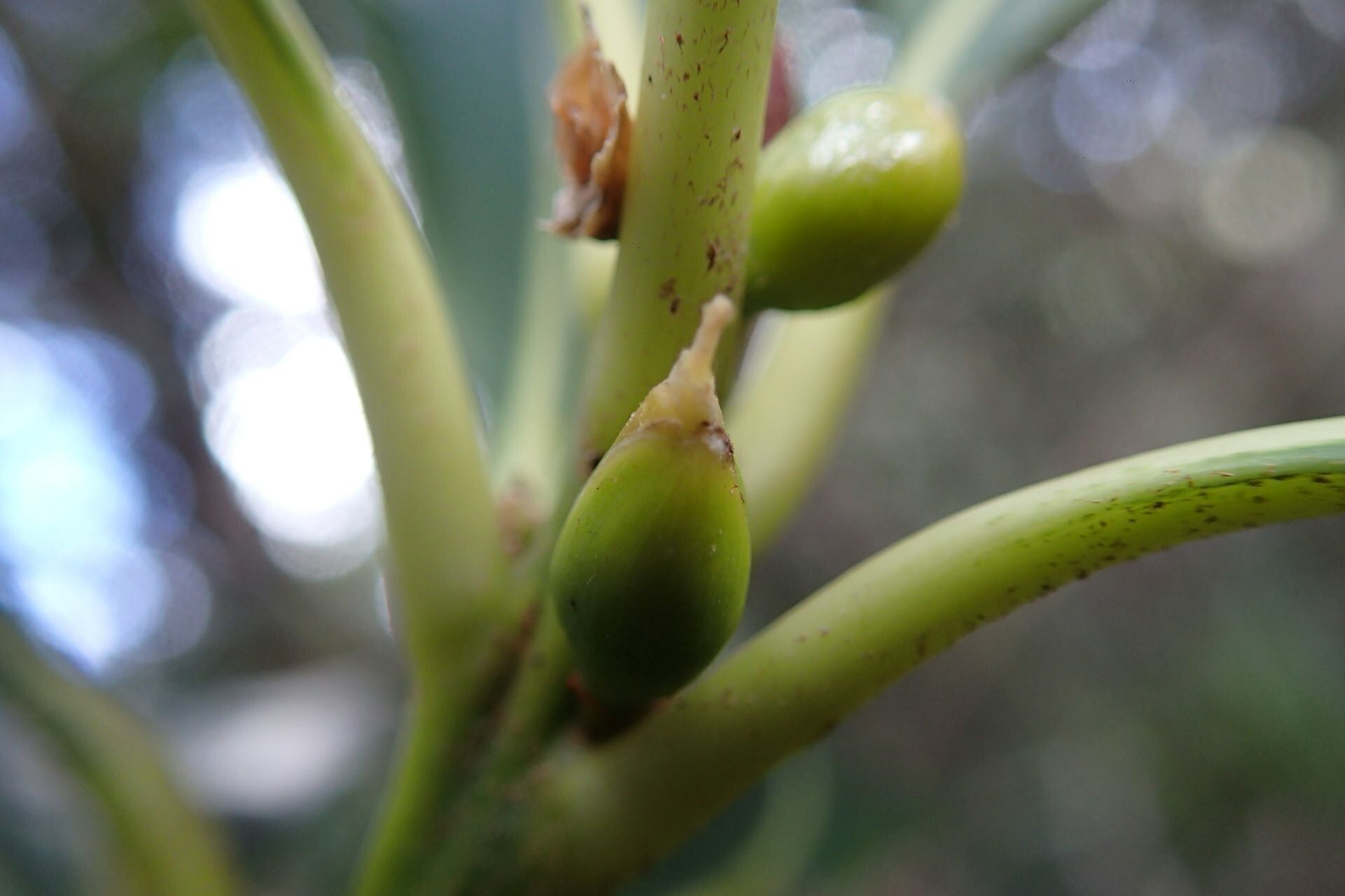 Planchonella laetevirens fruit