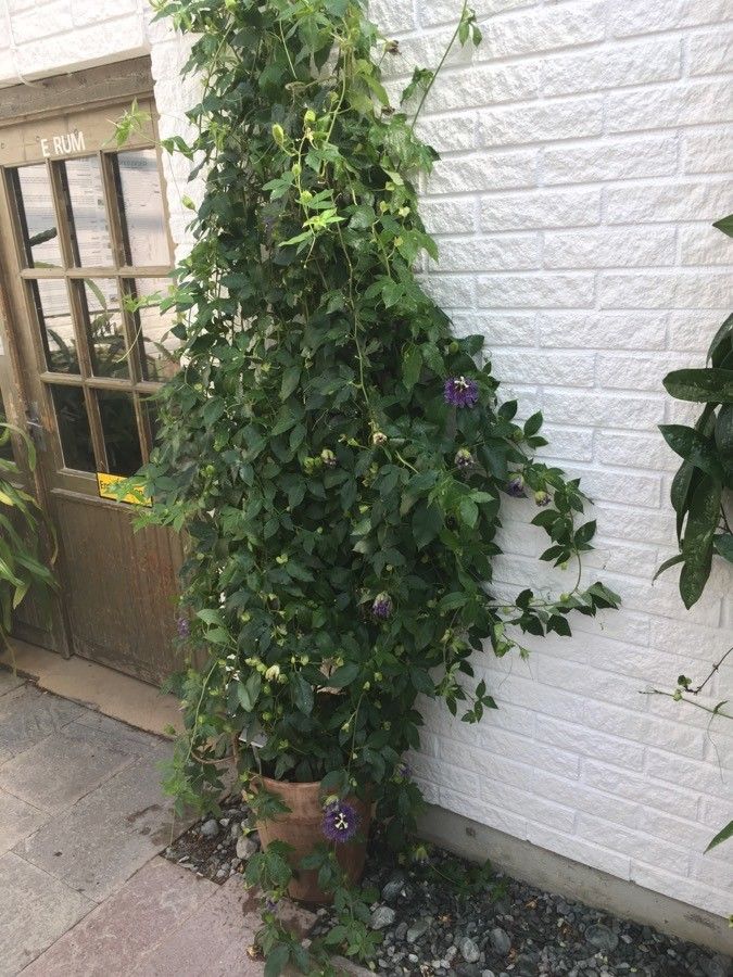 Passiflora cincinnata habit