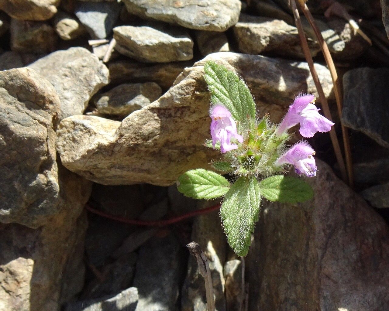 Galeopsis pyrenaica habit