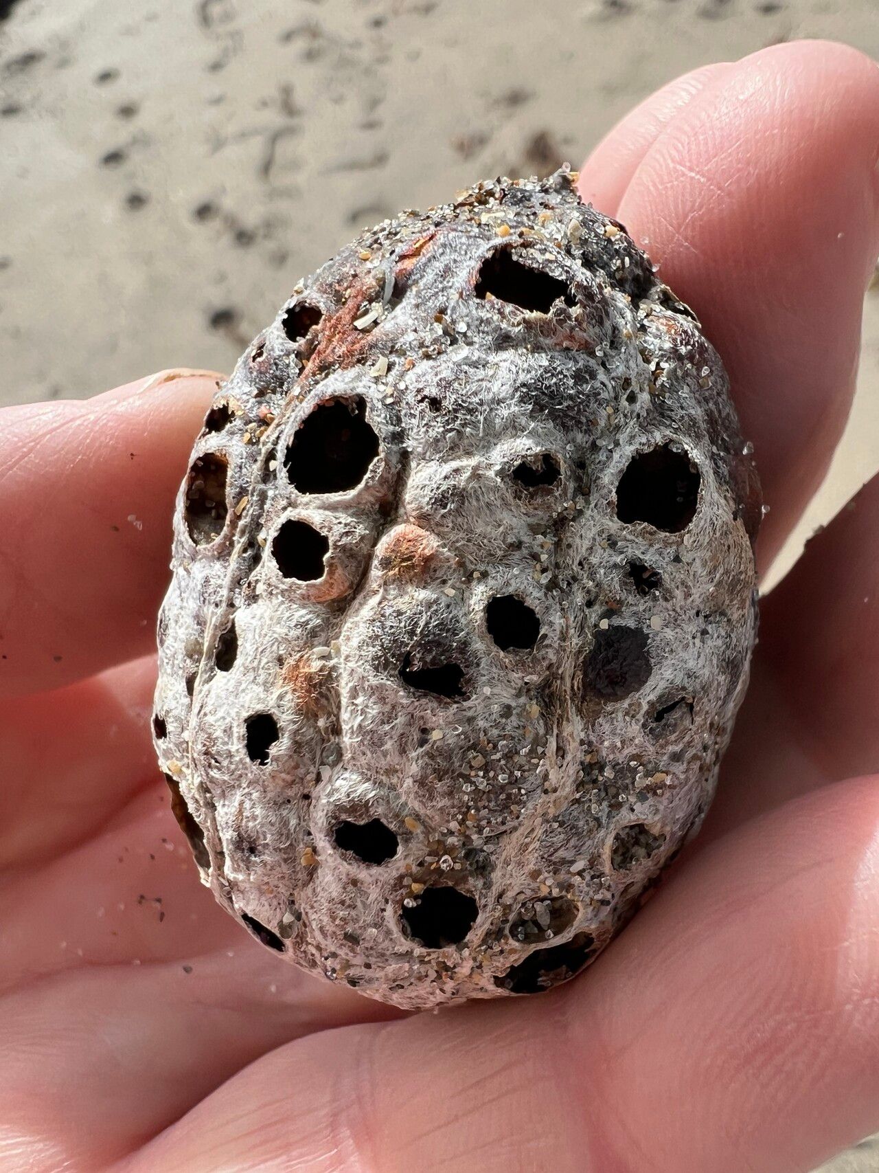 Sacoglottis amazonica fruit