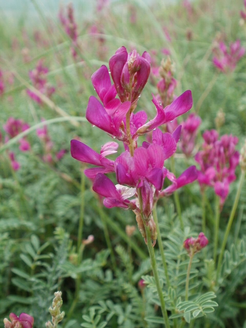 Hedysarum tauricum — houseplant care guide