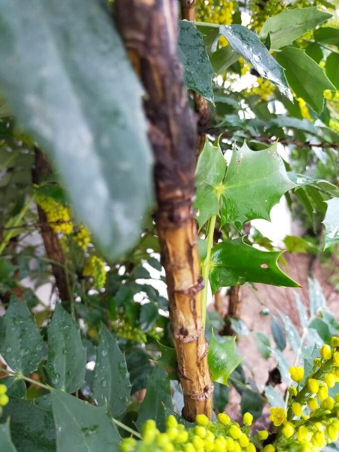 Mahonia x media bark