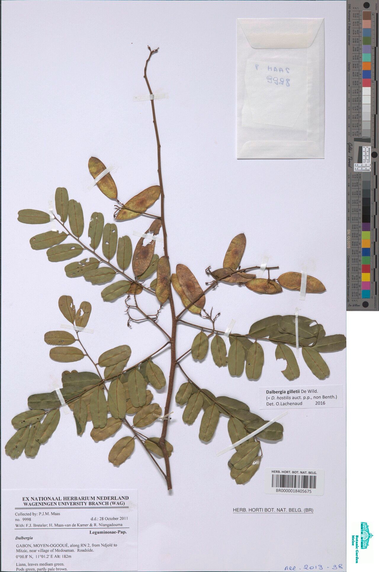 Dalbergia gentilii — houseplant care guide