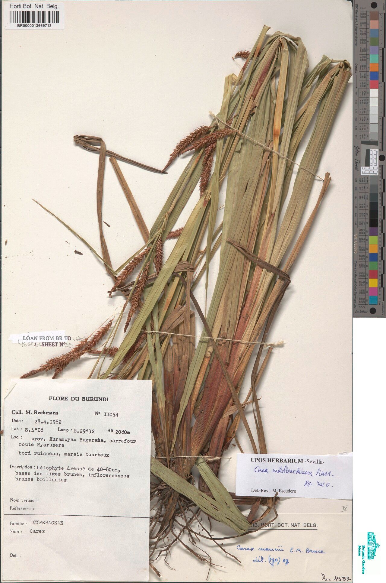 Carex mildbraediana — houseplant care guide