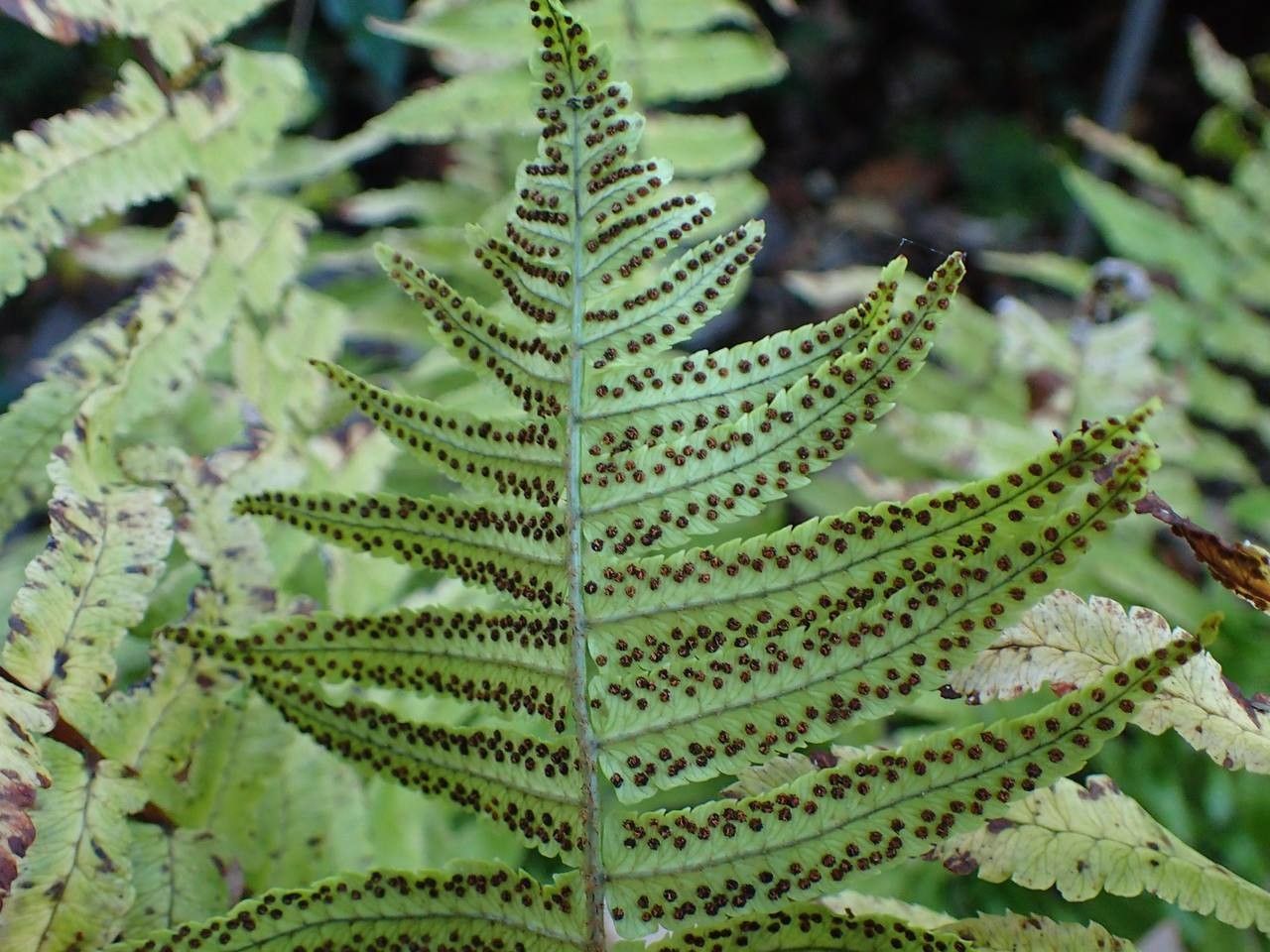 Dryopteris dickinsii leaf