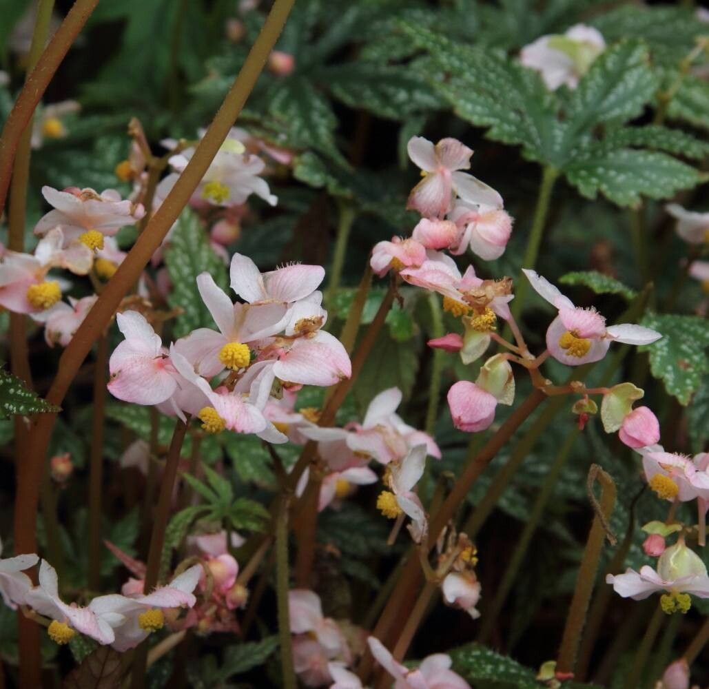 Begonia circumlobata flower