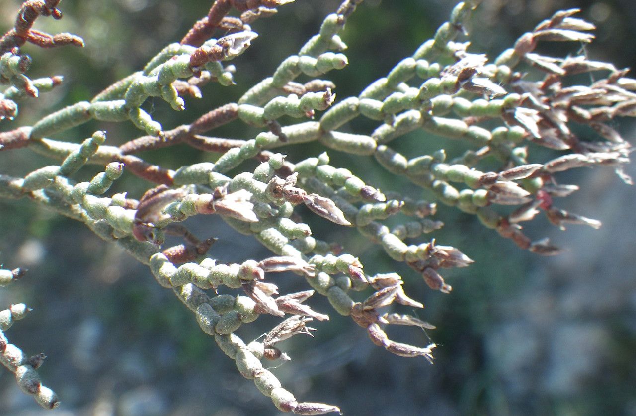 Limonium contortirameum habit