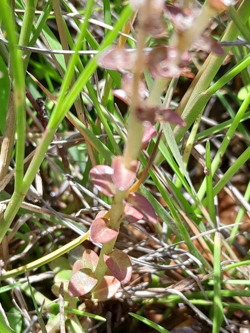 Lysimachia rubricaulis — search result for 'Lysimachia'