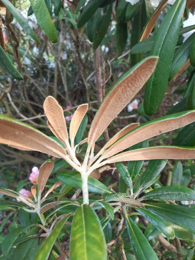 Rhododendron degronianum leaf