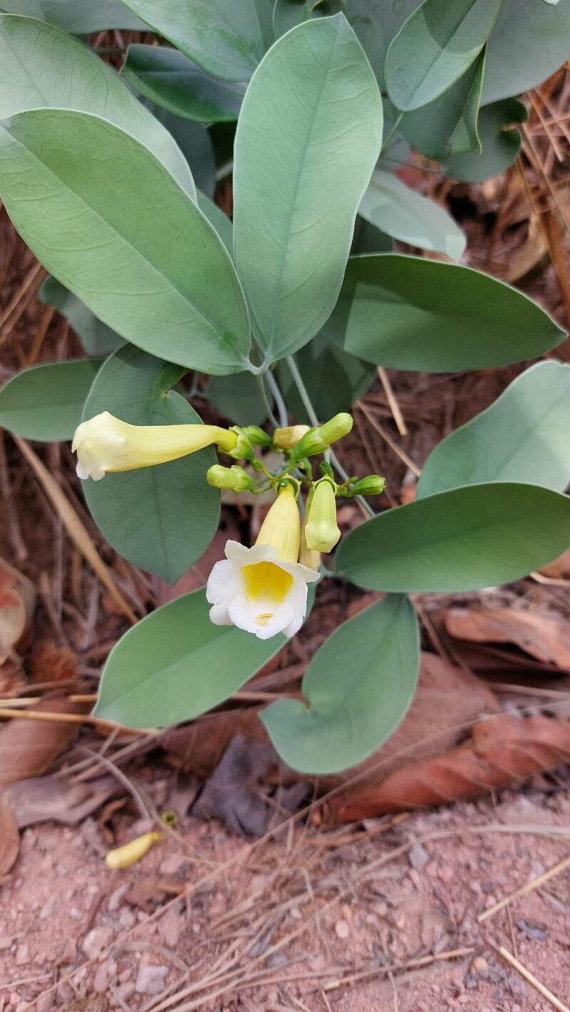 Anemopaegma glaucum flower