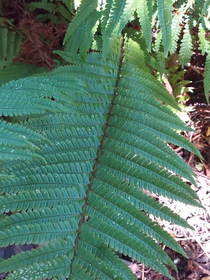 Dryopteris ardechensis leaf