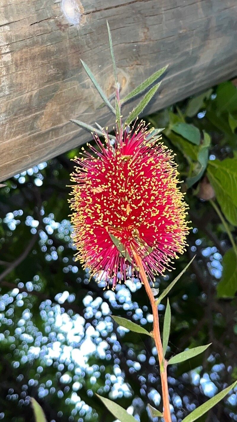 Callistemon macropunctatus flower