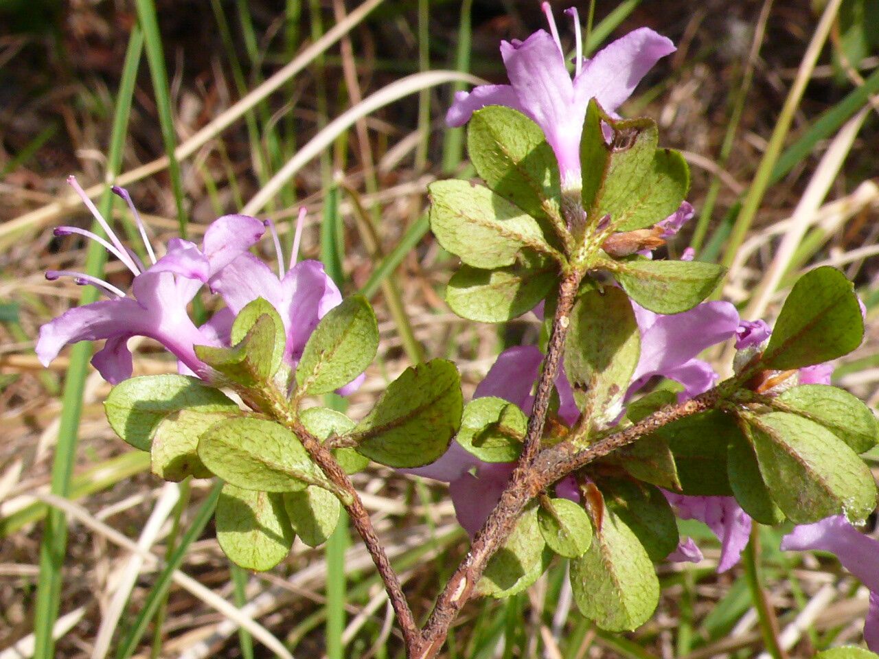Rhododendron microphyton — houseplant care guide