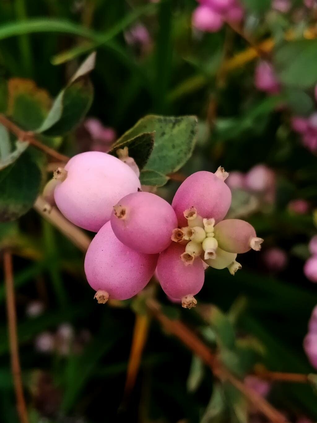 Symphoricarpos microphyllus fruit