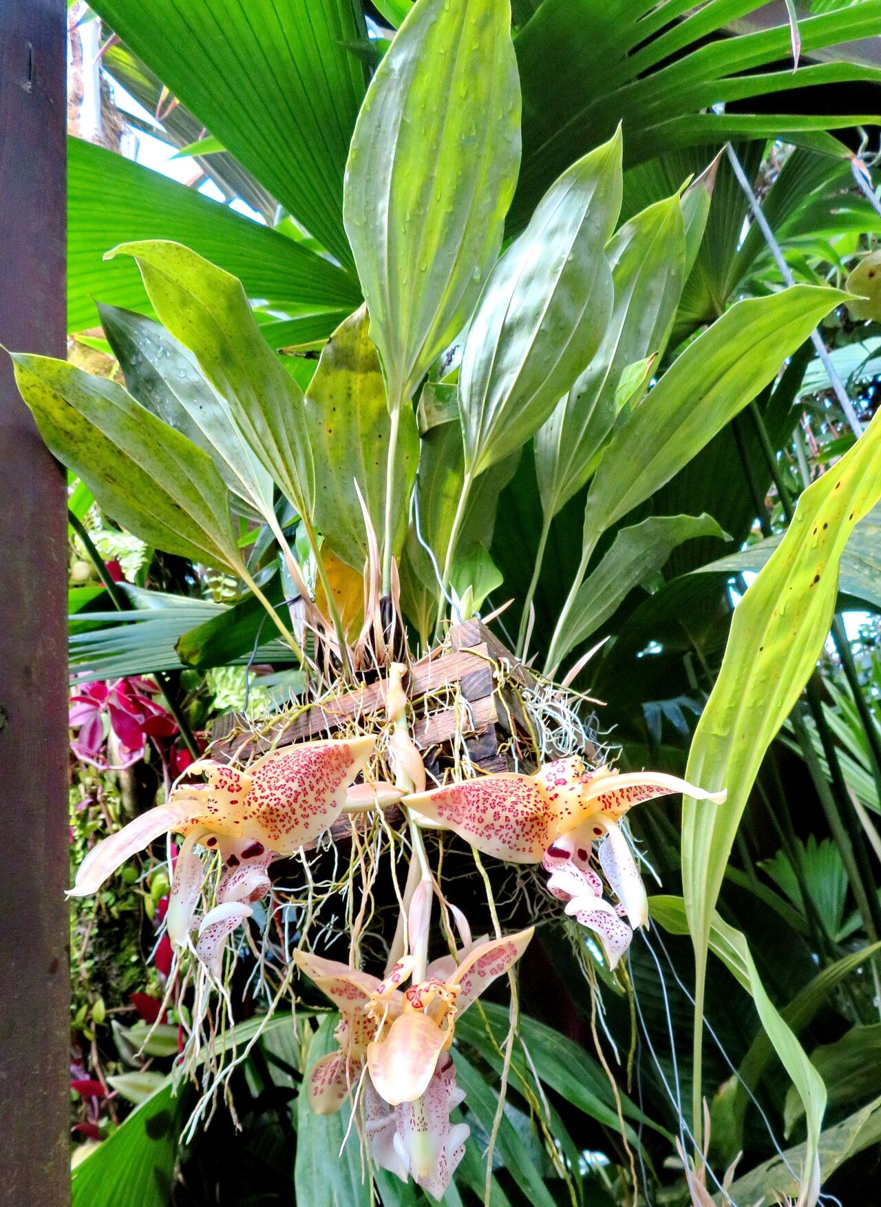Stanhopea costaricensis habit