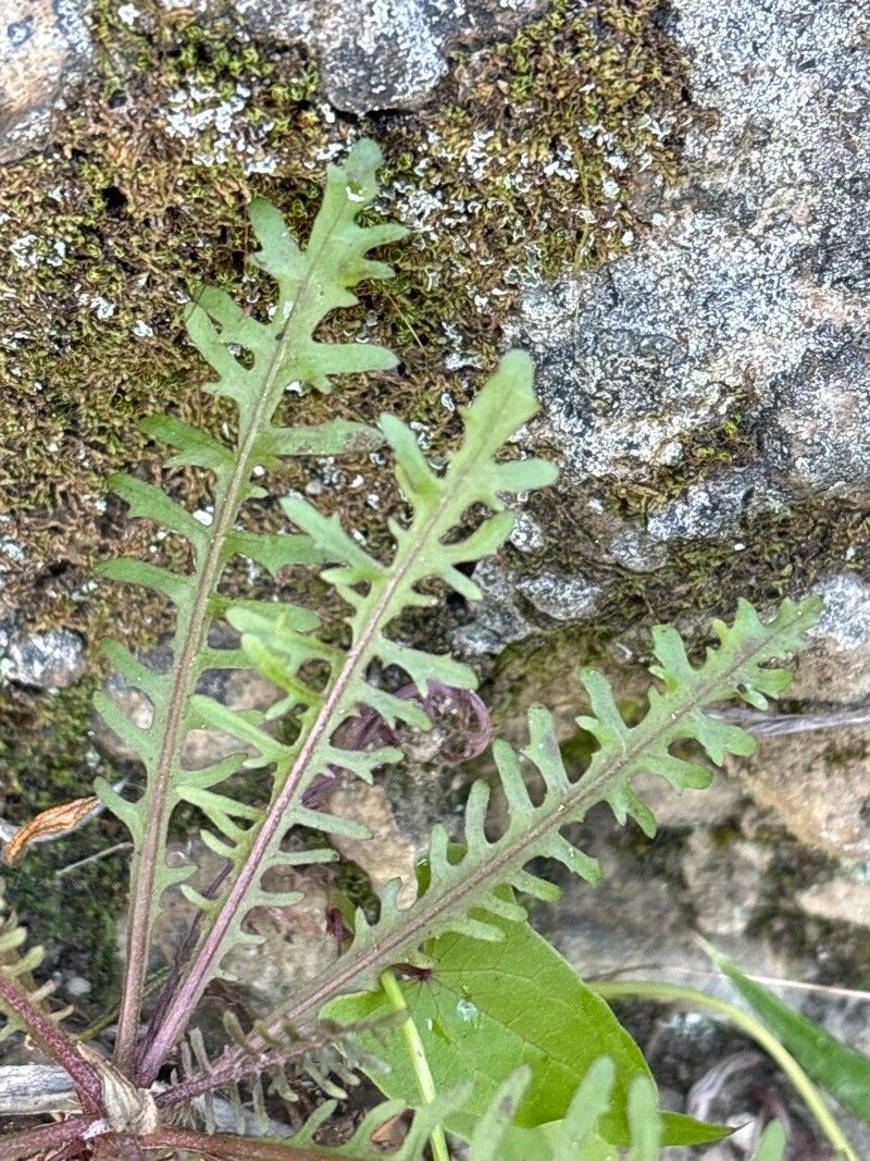 Tolpis coronopifolia leaf