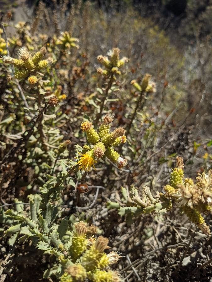 Hazardia squarrosa flower