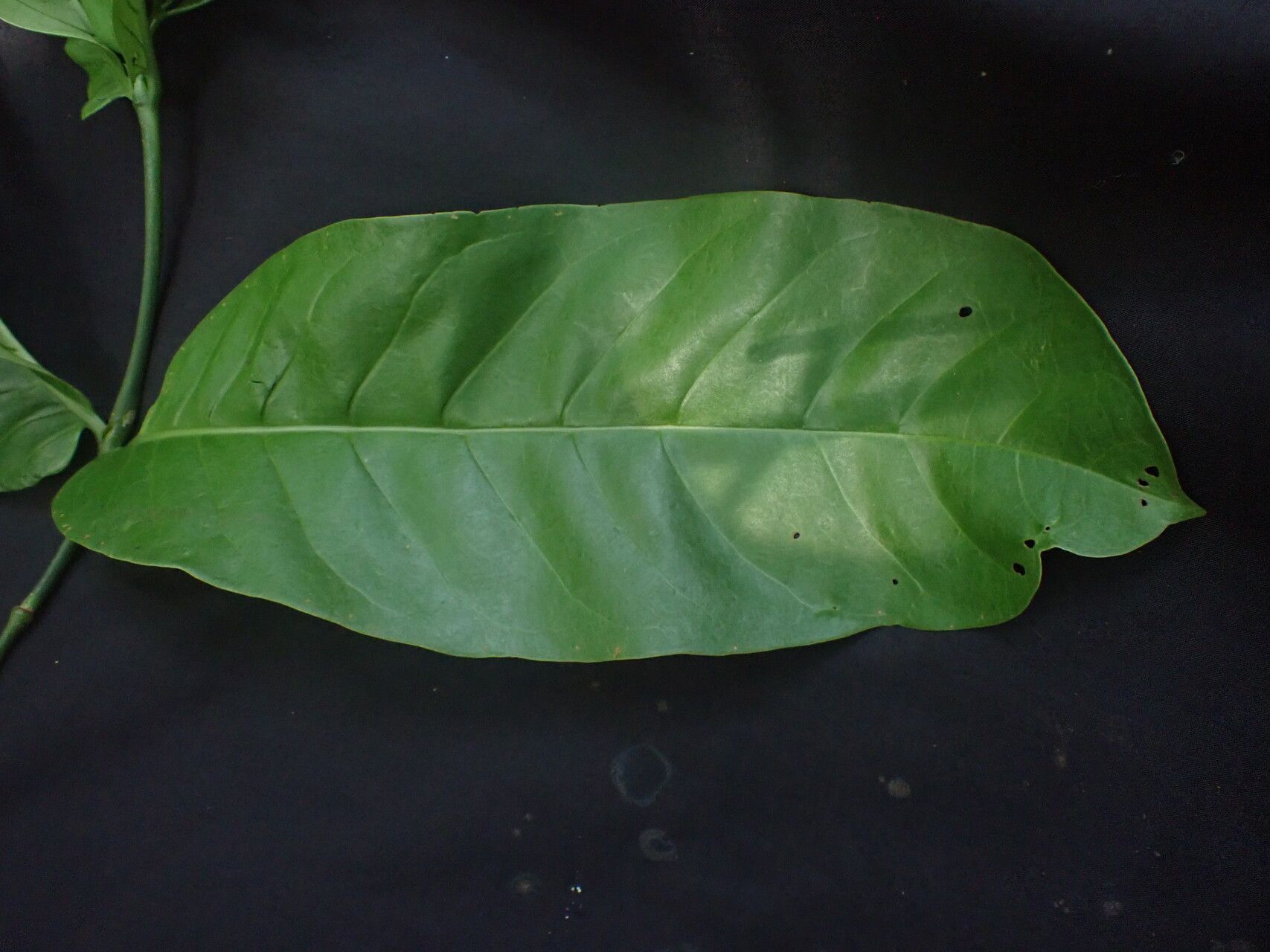 Homalium letestui other