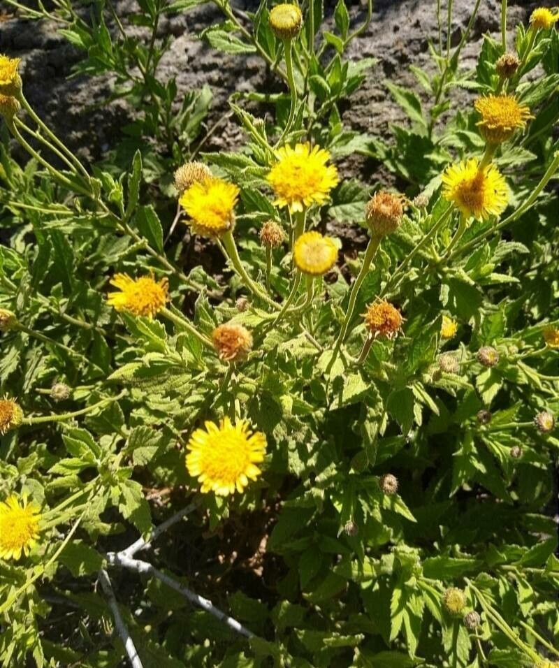 Pulicaria petiolaris — houseplant care guide