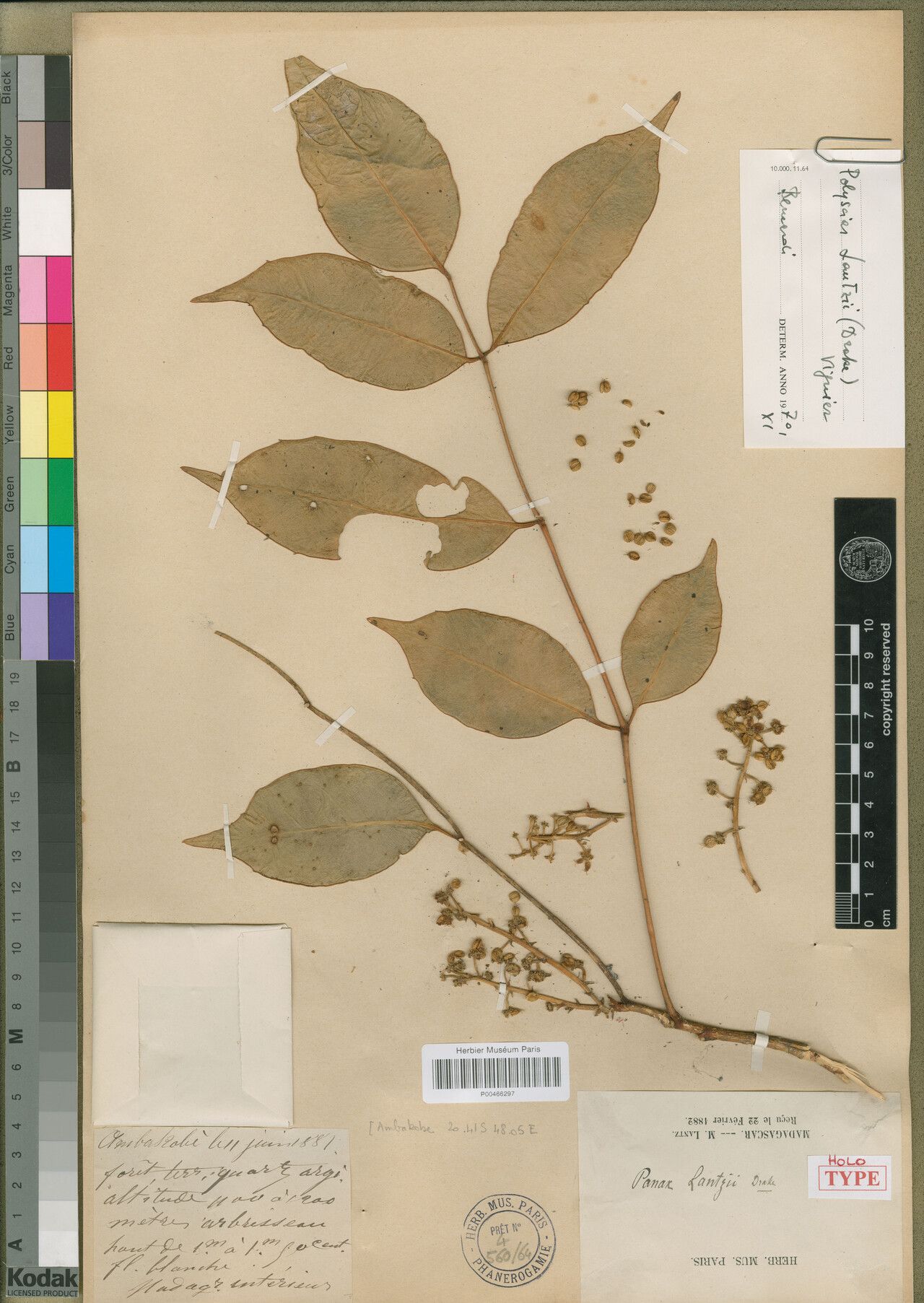 Polyscias lantzii — search result for 'Polyscias'