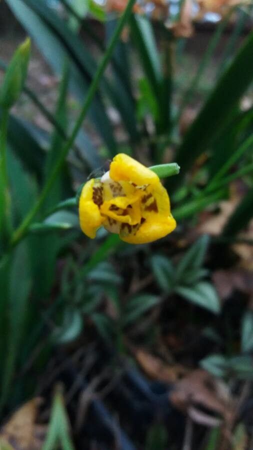 Cipura xanthomelas flower