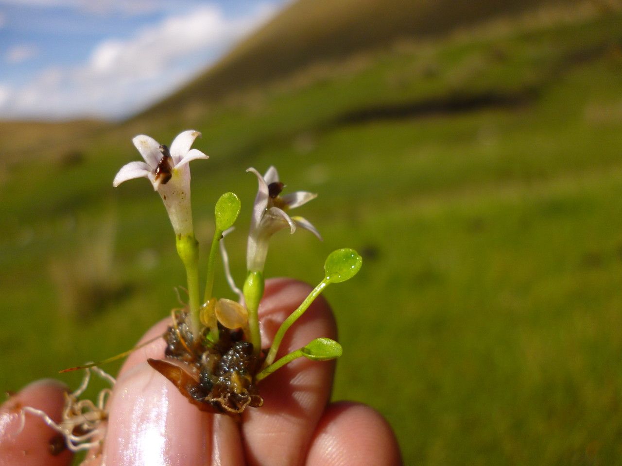 Lobelia oligophylla habit