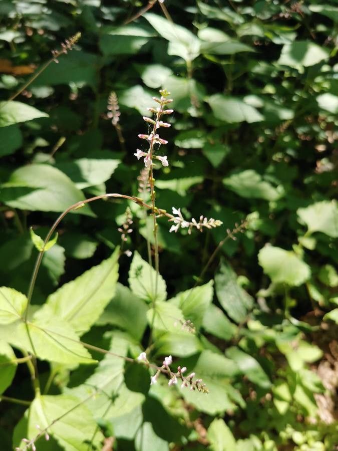 Phryma leptostachya flower