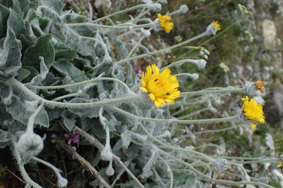 Hieracium pannosum flower