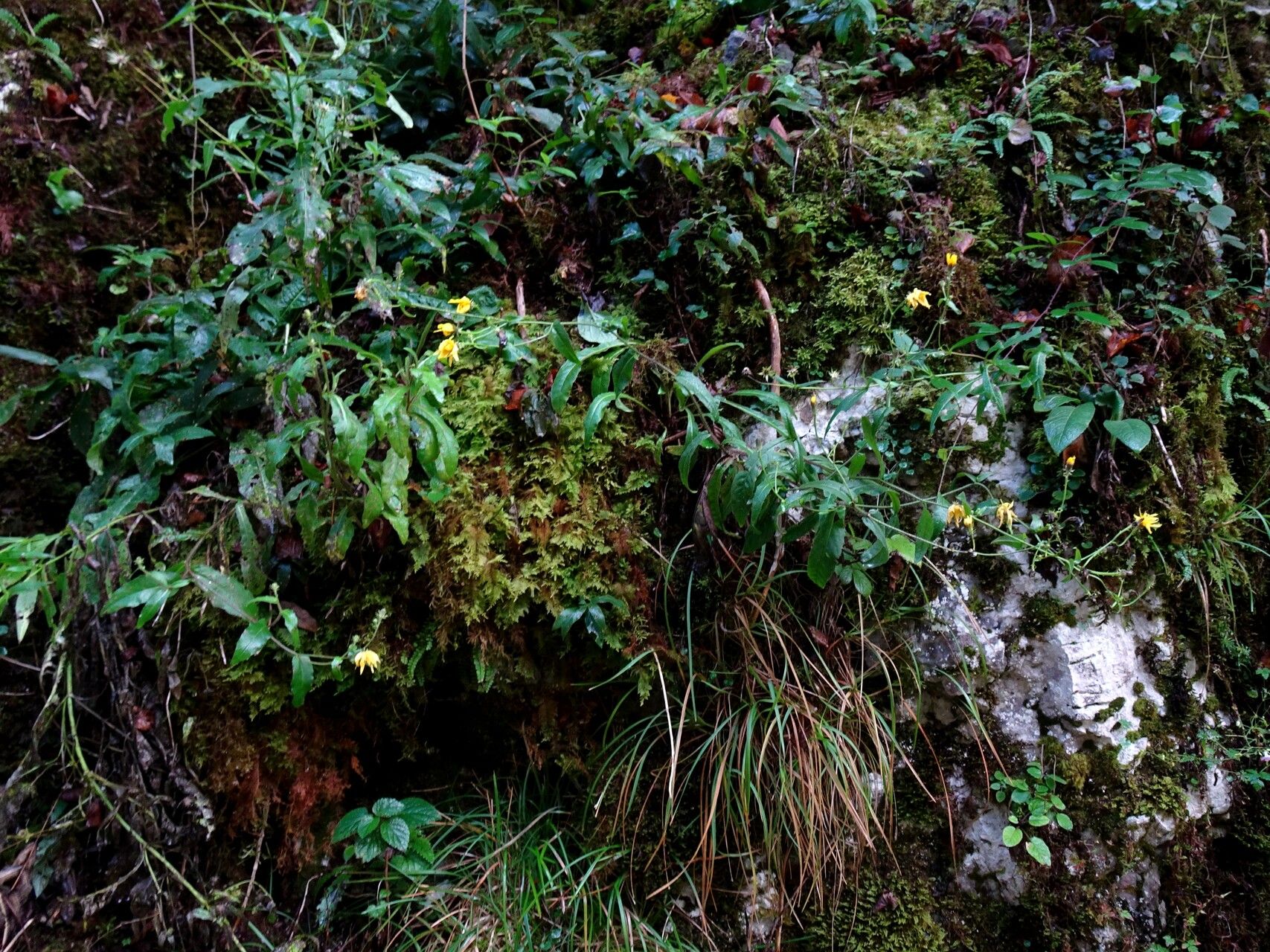 Hieracium neocerinthe habit