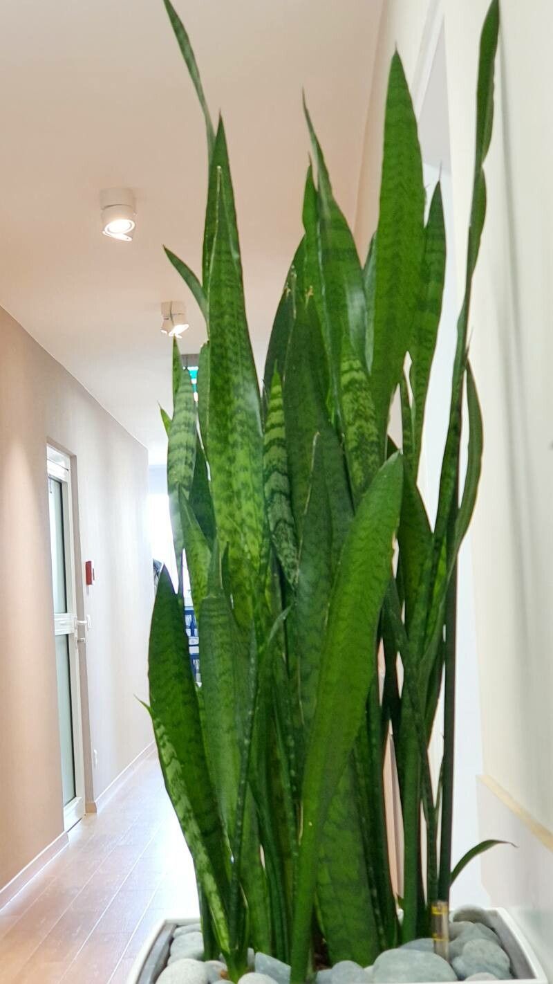 Dracaena zeylanica habit