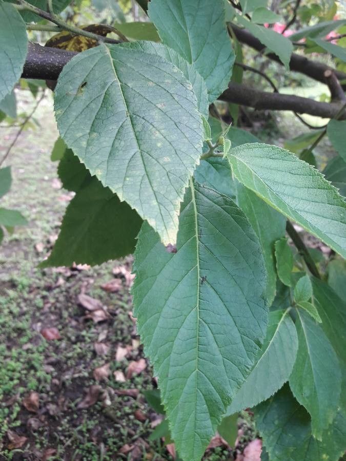 Cordia martinicensis — search result for 'Cordia'