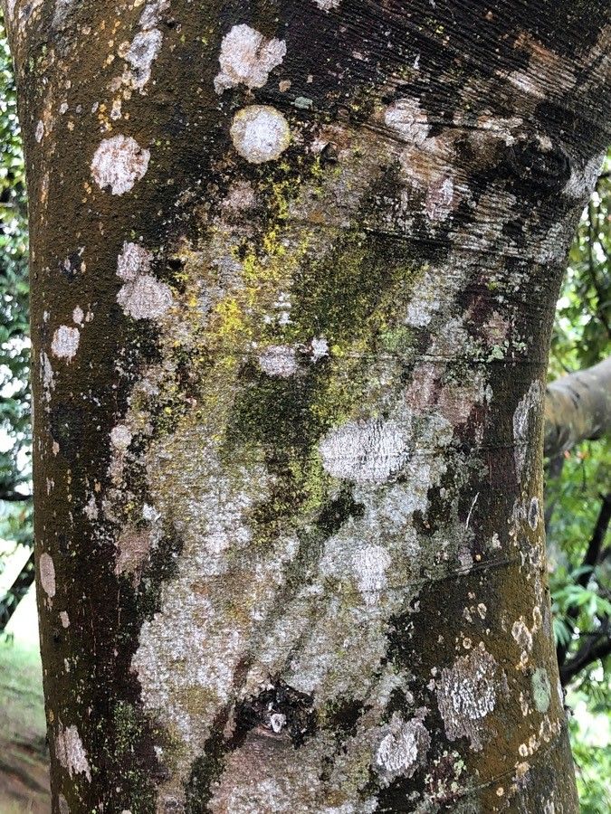 Millettia hemsleyana bark