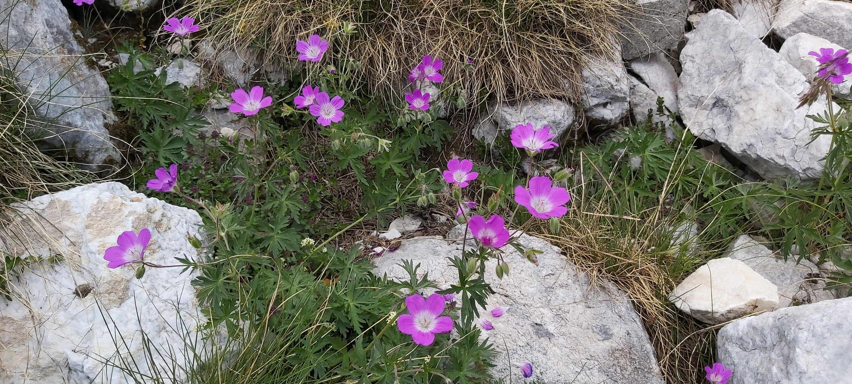 Geranium caeruleatum habit