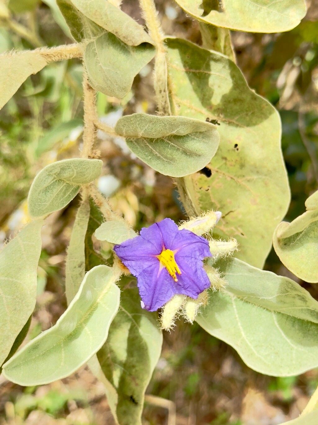 Solanum falciforme flower
