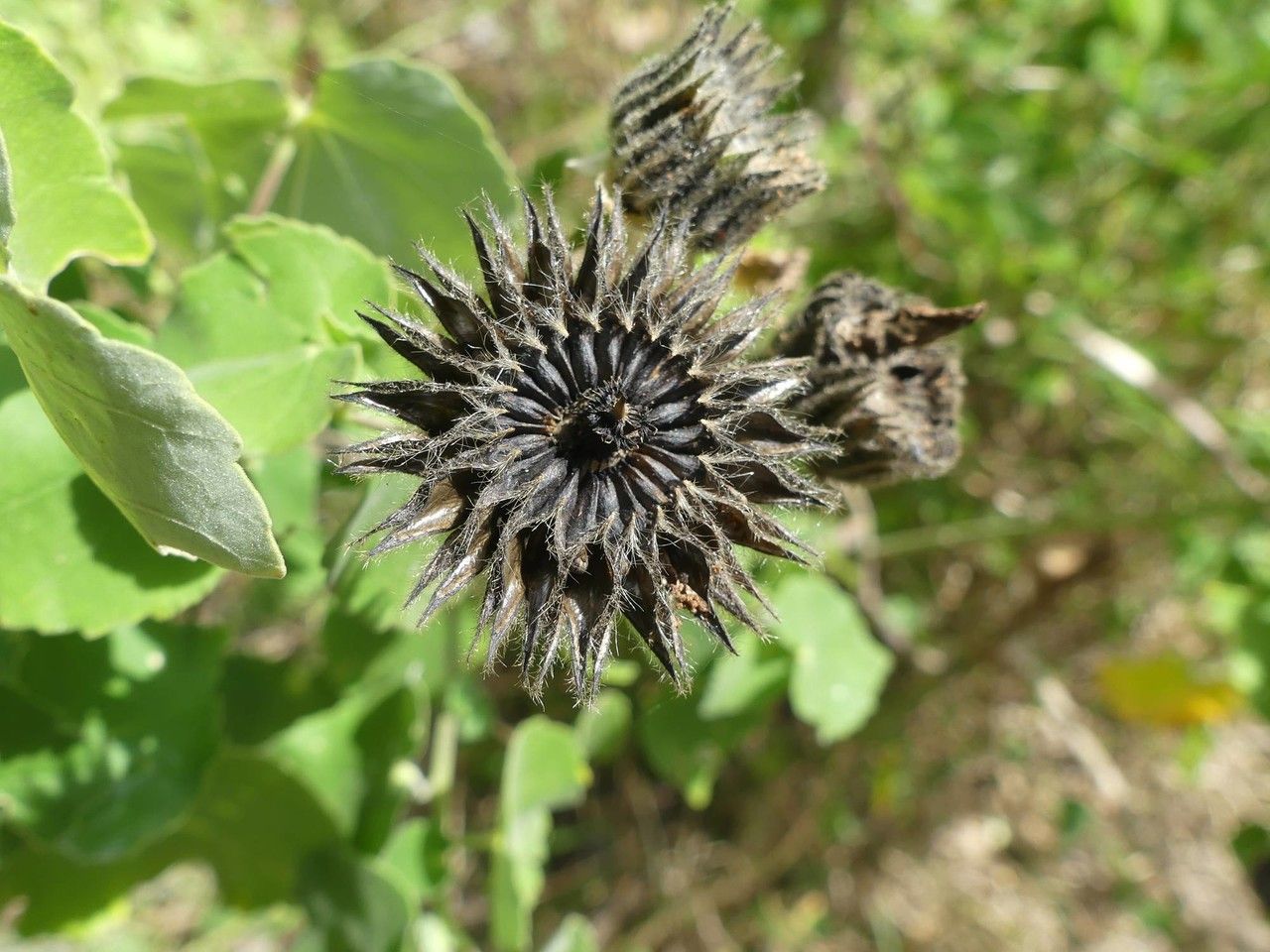 Abutilon indicum fruit