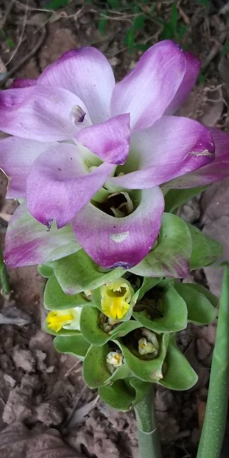 Curcuma aromatica flower